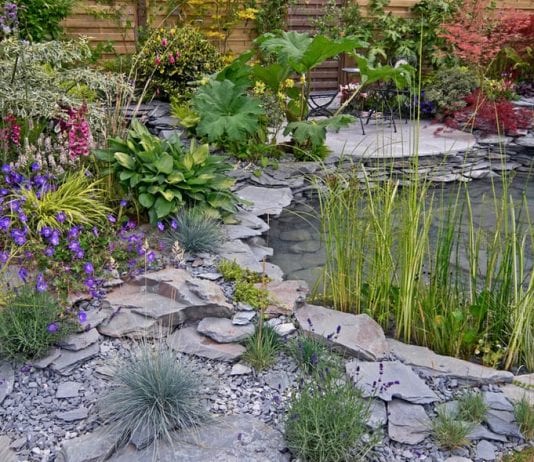 best plant ideas for water garden