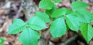 easy ways to deal with the growth of poison ivy