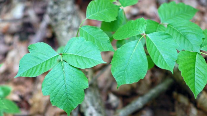 easy ways to deal with the growth of poison ivy