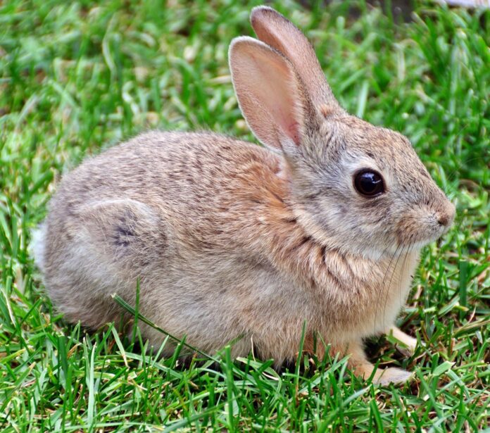 wie Sie Ihren Garten schützen und pflanzenfressende Kaninchen abwehren