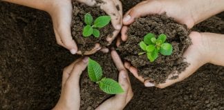 plantar un árbol en tu jardín