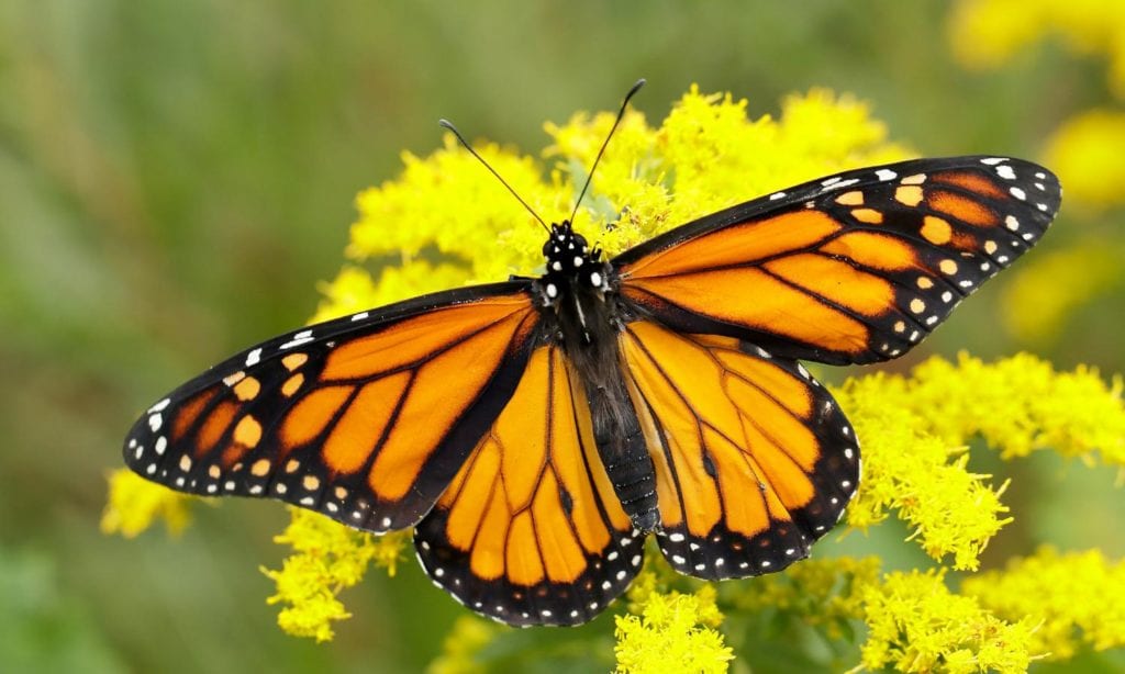 como atrair borboletas monarca para o seu jardim