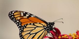 como atrair borboletas monarca para o seu jardim
