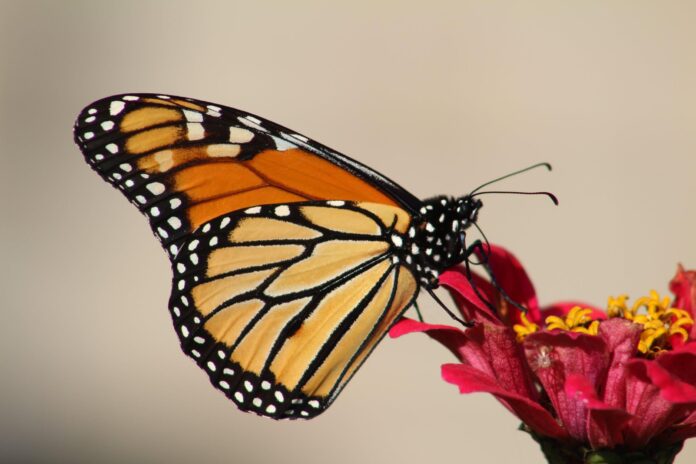 Cómo atraer mariposas monarca a tu jardín