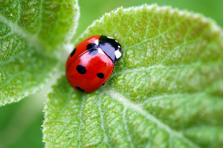 Cómo dejar que los insectos entren en tu jardín y su importancia.