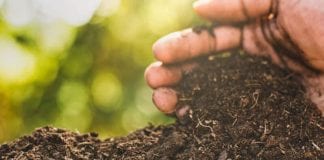 hoe compost te gebruiken als bodemverbeteraar?