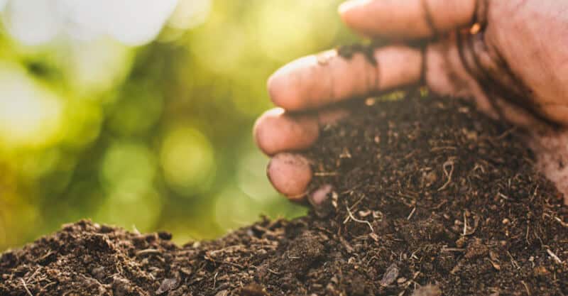 cómo utilizar el compost como enmienda del suelo