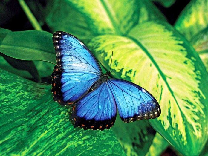 L'importanza di attirare le farfalle nel tuo giardino