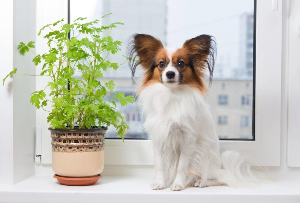 безопасные комнатные растения для собак