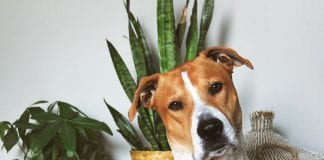 säkra krukväxter för hundar