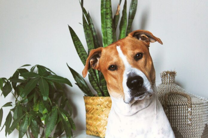 безопасные комнатные растения для собак