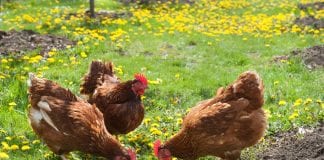 plantas de jardim tóxicas para galinhas