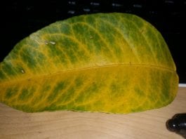 ¿Qué causa las venas amarillas en las hojas verdes?