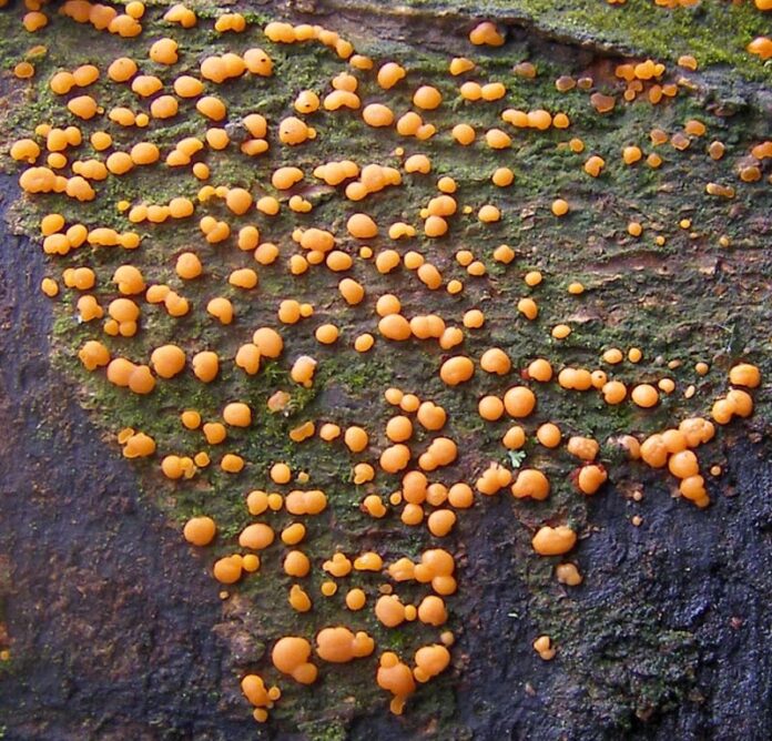 what is coral spot fungus