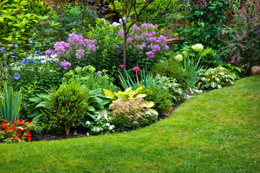 what perennials you should avoid planting