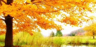 ¿Por qué el otoño es la mejor temporada para plantar?
