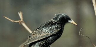 Warum Vögel Rasen umgraben