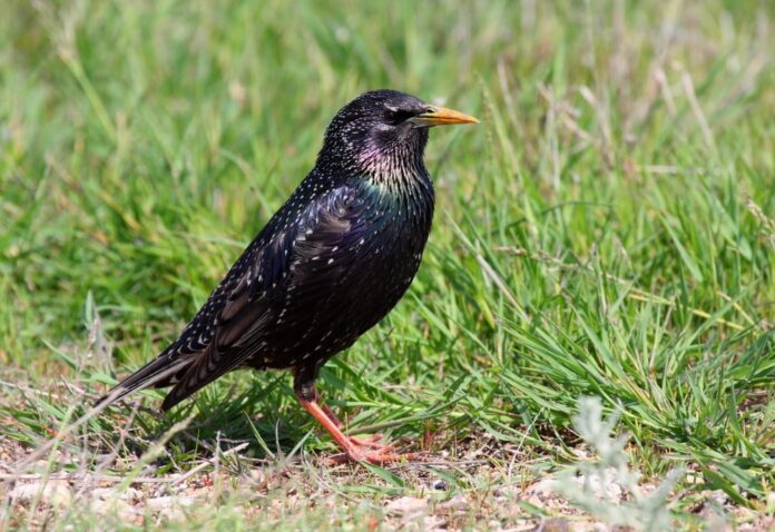 Why Birds Dig Up Lawns