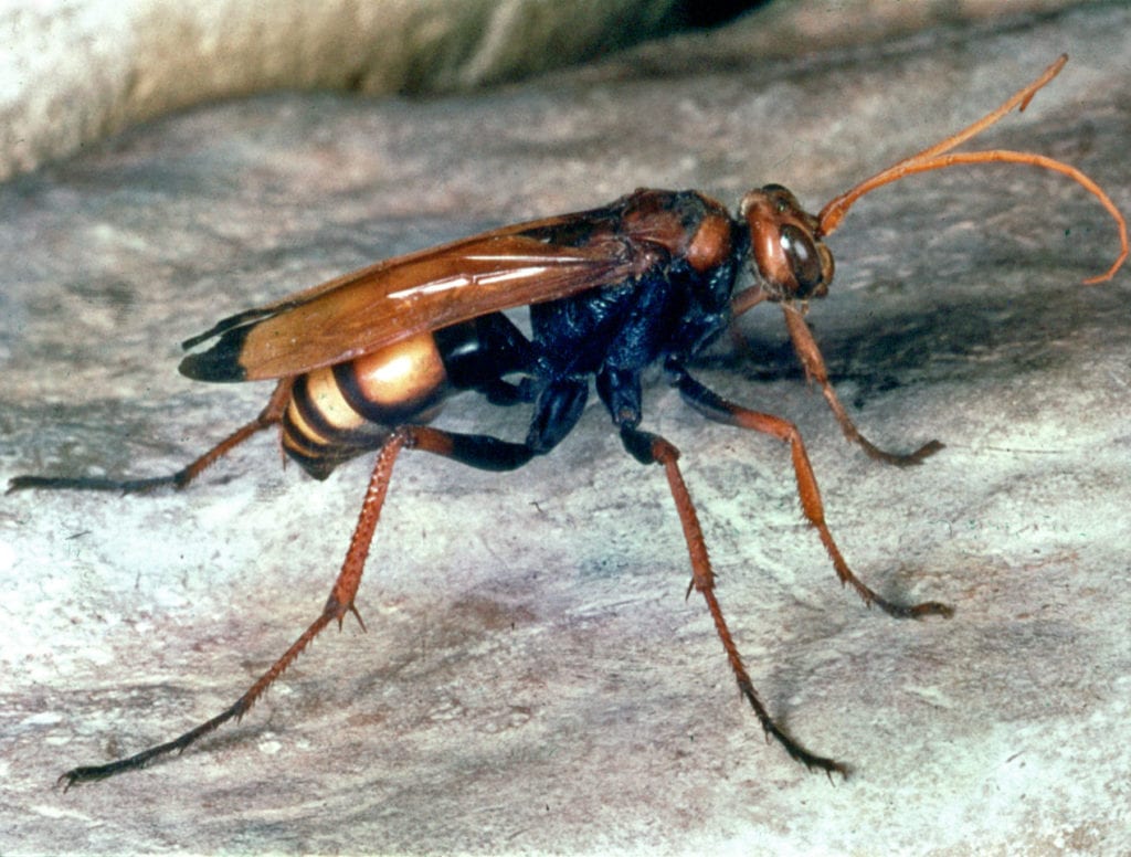 are spider wasps beneficial to gardens