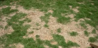lidar com um gramado recuado