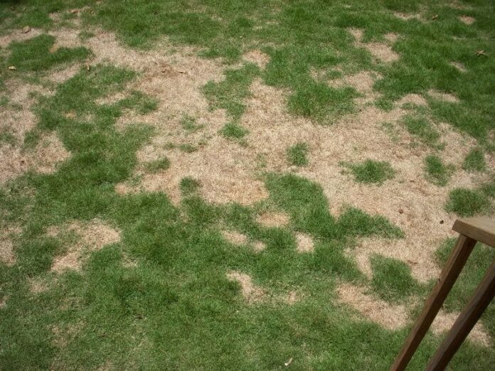 dealing with a receding lawn