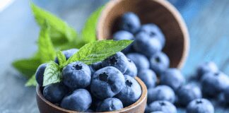 efek kerusakan hama pada blueberry