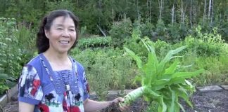 庭で中国の野菜を育てる