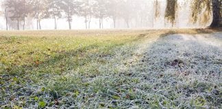 hur man sköter gräsmattor på vintern
