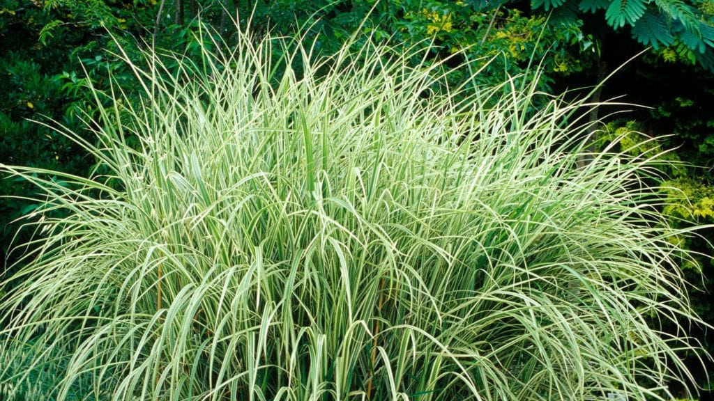 how to kill invasive ornamental grasses