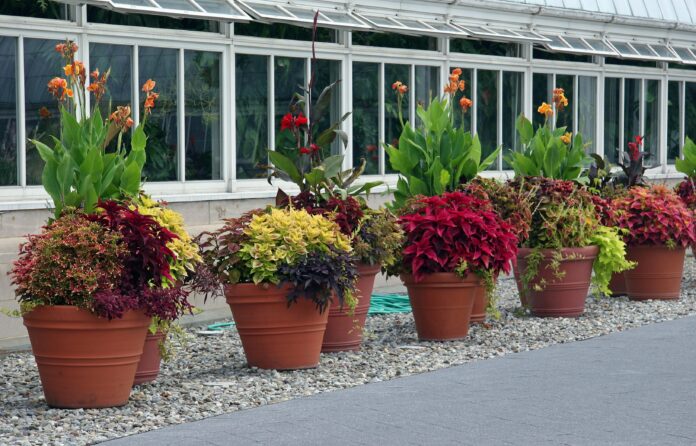 how to water container plants