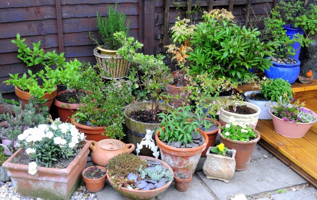 protecting container plants from animals