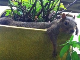 protecting potted plants from squirrels
