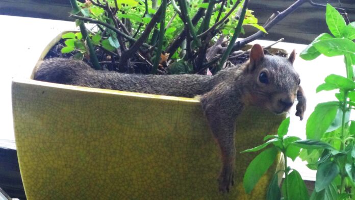 proteggere le piante in vaso dagli scoiattoli