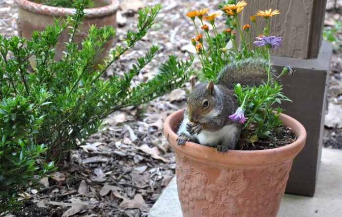 proteggere le piante in vaso dagli scoiattoli