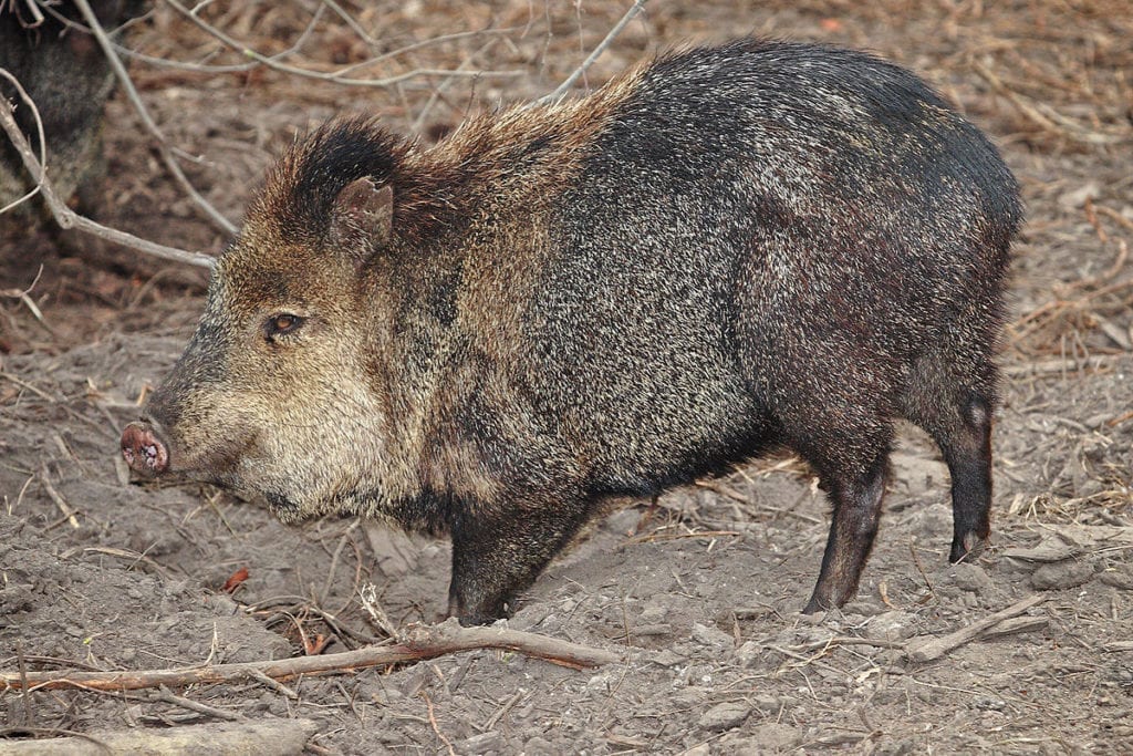 what are javelinas and how to cope with them
