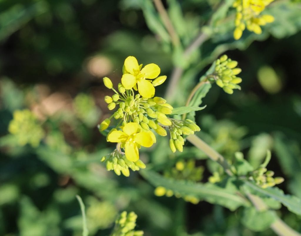 what is a wintercress plant