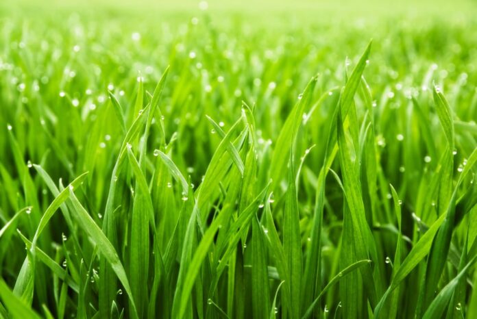вредно ли поливать траву днем