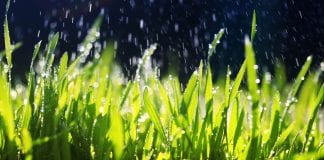 apakah buruk menyirami rumput di siang hari?