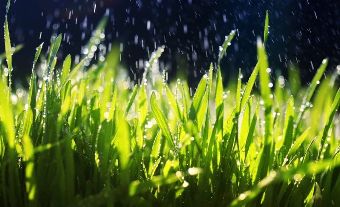 Ist es schlecht, Gras tagsüber zu gießen?