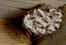 how to get rid of yellow jacket nest in eaves