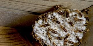 how to get rid of yellow jacket nest in eaves