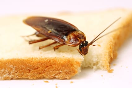 what to do after pest control sprays for roaches
