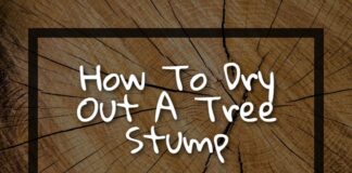 Wie man einen Baumstumpf austrocknet
