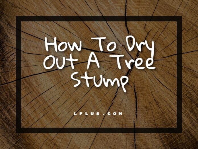 How To Dry Out A Tree Stump