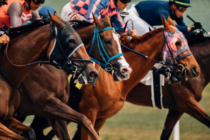 Research and Analysis in Horse Racing